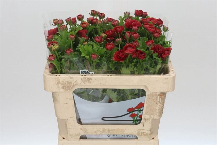 <h4>Ranunculus Butterfly Hades</h4>