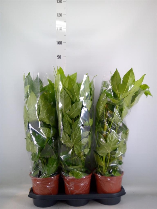 <h4>Fatsia japonica   ...</h4>