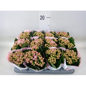 Kalanchoe  'MoreFlow Lillian'