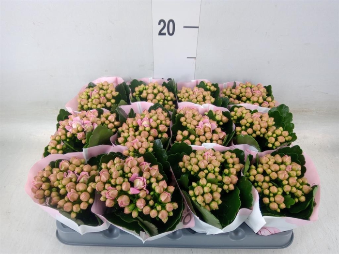 <h4>Kalanchoe  'MoreFlow Lillian'</h4>