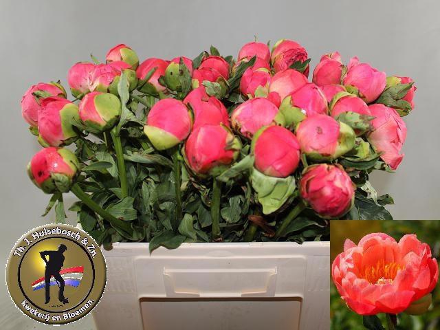 <h4>PAEO CORAL SUNSET</h4>