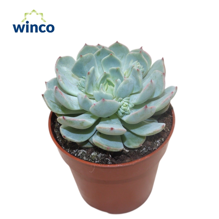 <h4>Echeveria Derenbergii Blue</h4>