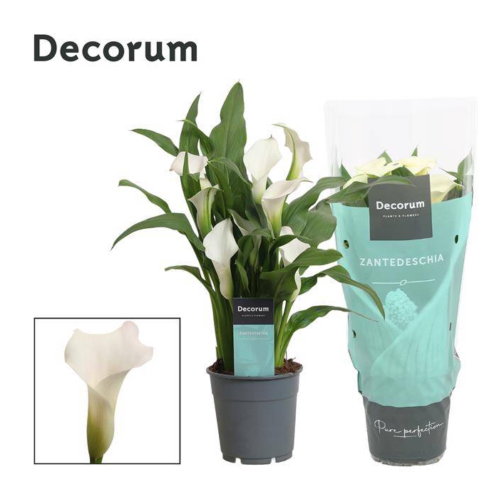 <h4>Zantedeschia Captain Fresco 12Ø 35cm 5fl</h4>