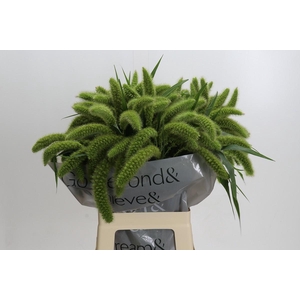 Setaria Italica Volle Melk