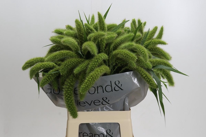 <h4>Setaria Italica Volle Melk</h4>