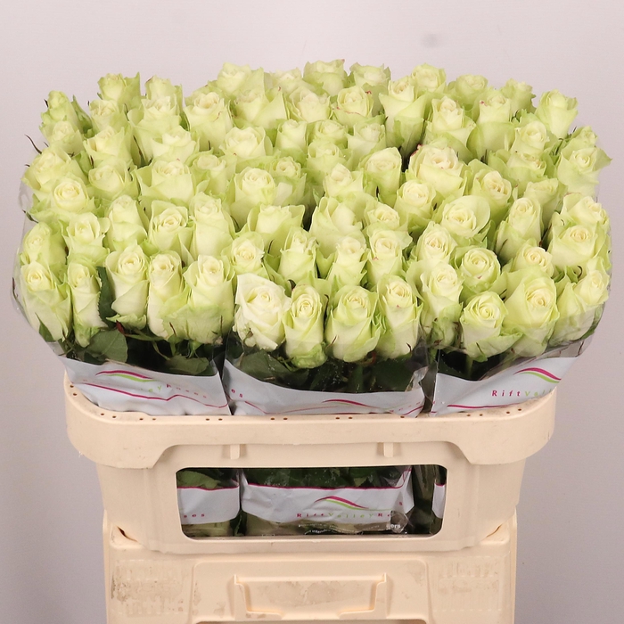 <h4>R GR ATHENA</h4>