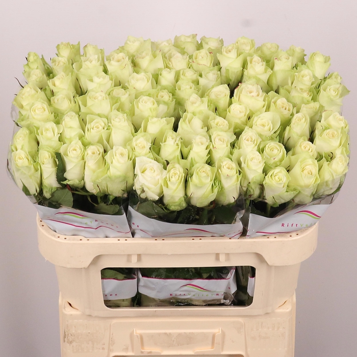 <h4>R GR ATHENA</h4>