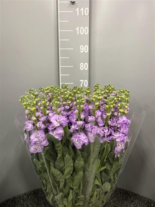 <h4>Matth Iron Milka</h4>