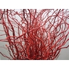 Salix Kronkelwilg Rood