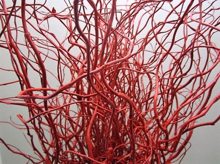 Salix Kronkelwilg Rood