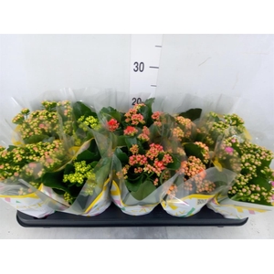 Kalanchoe blos.   ..rosebud mix  5