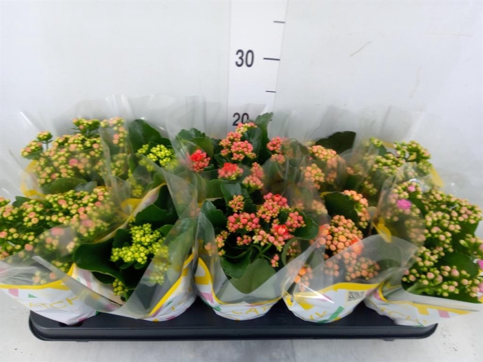 <h4>Kalanchoe blos.   ..rosebud mix  5</h4>