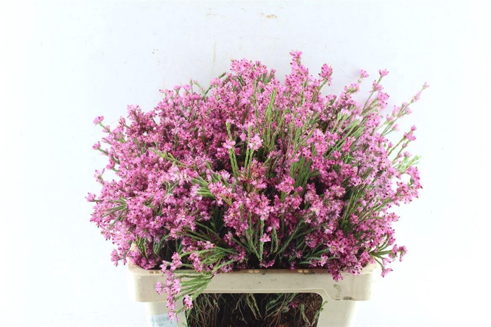 <h4>Kaaps Erica Pink</h4>