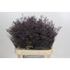 Limonium Safora Dark Blue
