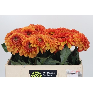 Dahlia American Sunset