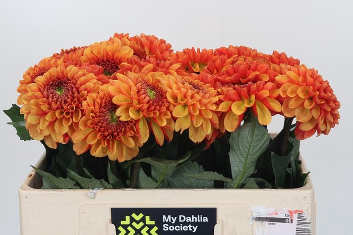 <h4>Dahlia American Sunset</h4>
