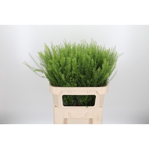 Lepidium Green Bell
