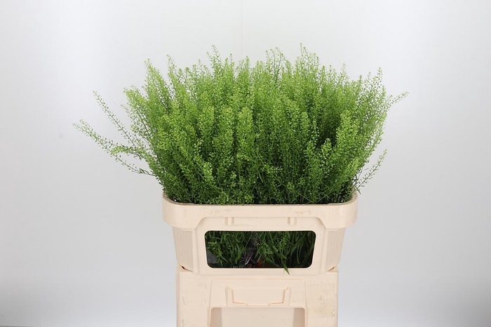 <h4>Lepidium Green Bell</h4>