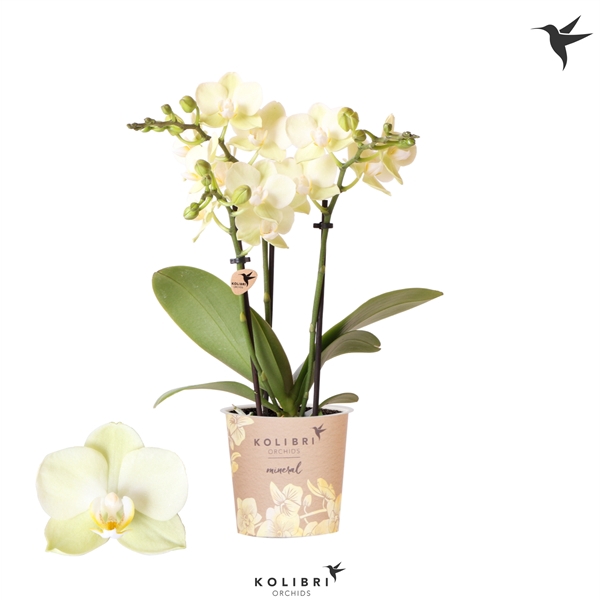 <h4>Kolibri Orchids Phalaenopsis Mexico 3 spike</h4>