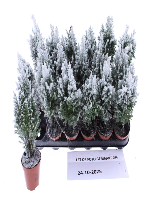 <h4>.Chamaecyparis lawsoniana snow white</h4>