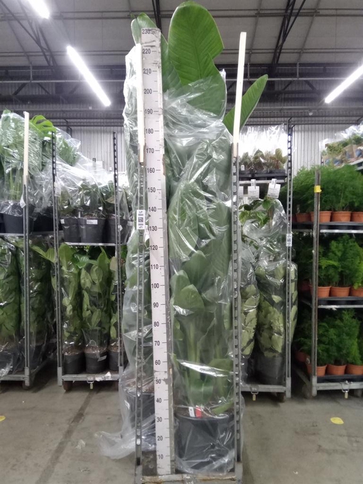 <h4>Strelitzia nicolai</h4>