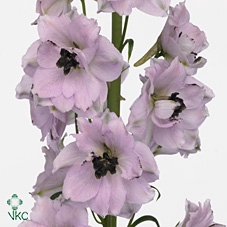 Delphinium Du Dewi Rosario