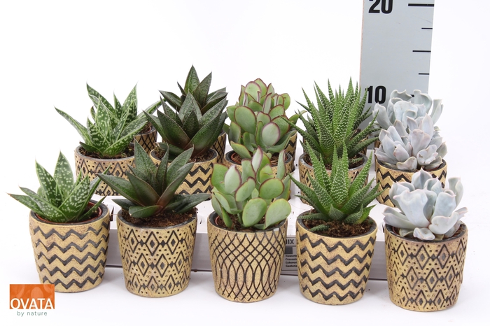 <h4>SUCC GEM 5 SRT</h4>