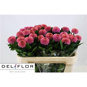 CHR G OV CERISE