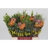 BQ Banksia Coccinea SFB