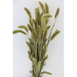 Dried Setaria Natural Bunch