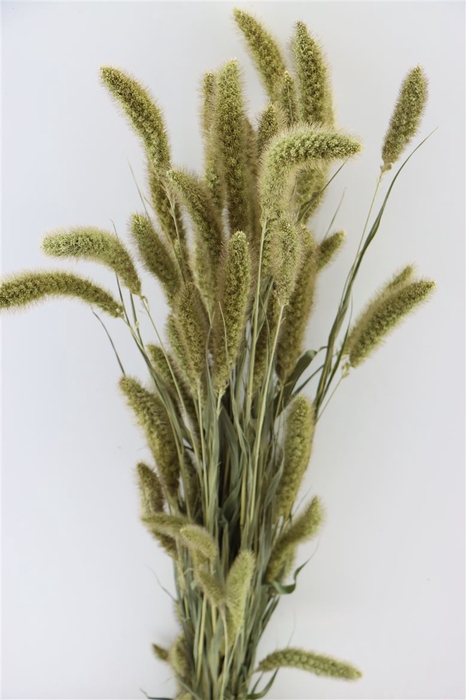 Dried Setaria Natural Bunch