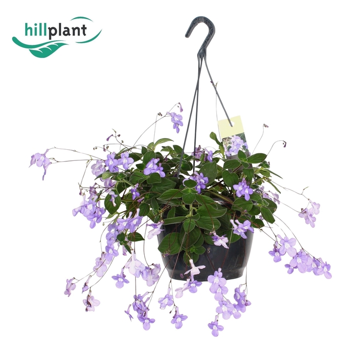 <h4>Streptocarpus saxorum</h4>