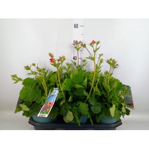 Geum  'Scarlet Tempest'