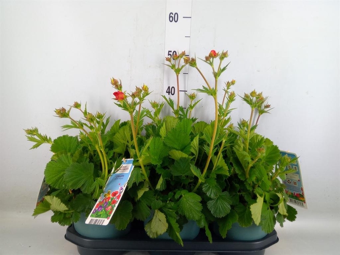 <h4>Geum  'Scarlet Tempest'</h4>