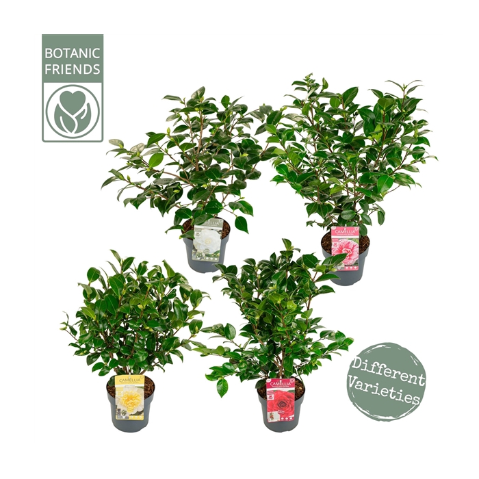 <h4>Camellia jap. Diverse mix</h4>