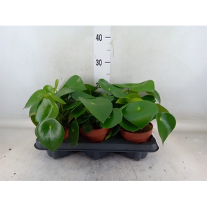 Peperomia polybotrya 'Raindrop'