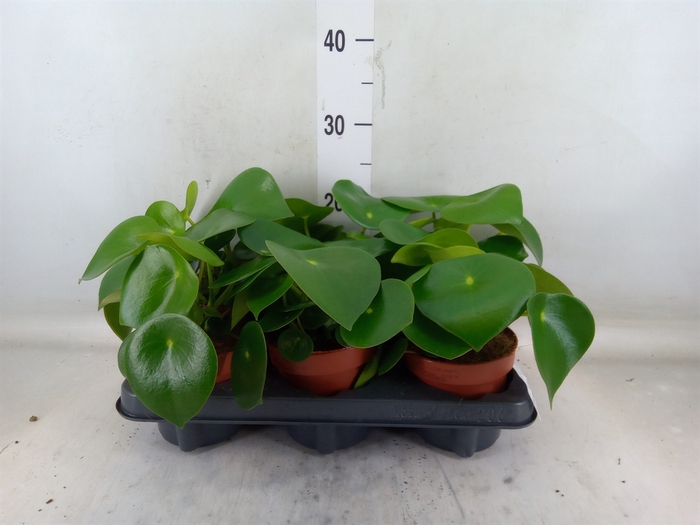<h4>Peperomia polybotrya 'Raindrop'</h4>
