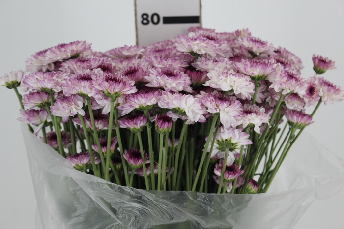 <h4>CRISANTEMO SANTINI ABBEY 080 CM</h4>