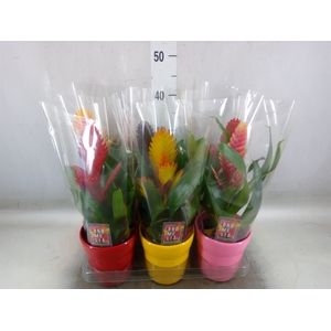 Vriesea   ...mix 6
