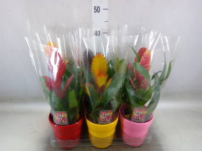 <h4>Vriesea   ...mix 6</h4>