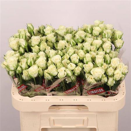 <h4>R Tr Snowflake X5</h4>