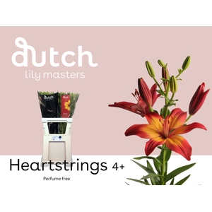 Li Az Heartstrings 4+ Lily Master