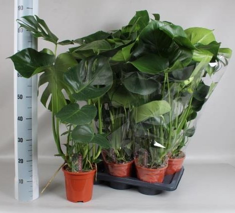 <h4>MONSTERA DELICIOSA</h4>