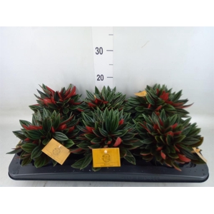 Peperomia caperata 'Rosso'