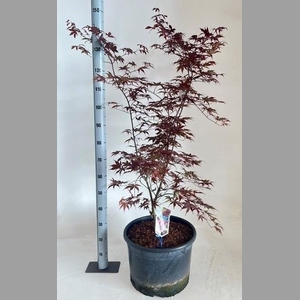 ACER PA BLOODGOOD