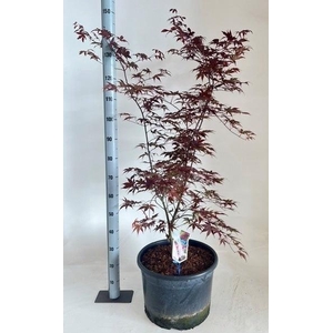 ACER PA BLOODGOOD