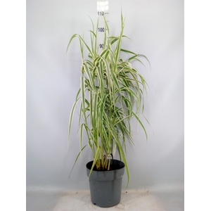 Arundo donax