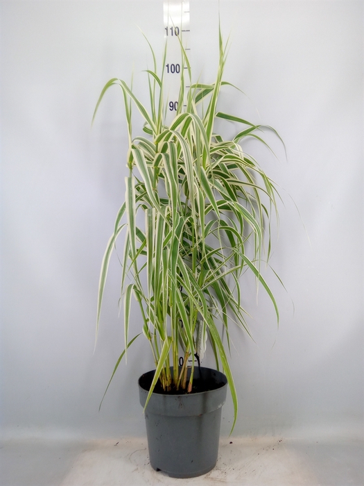 <h4>Arundo donax</h4>