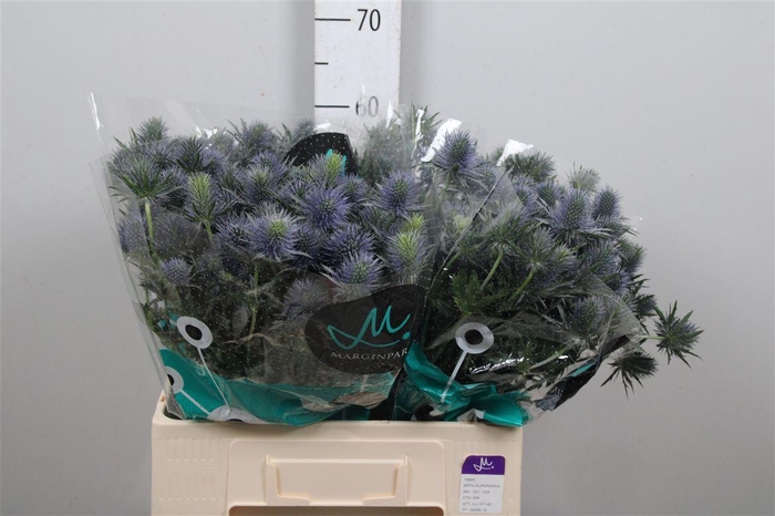 <h4>Eryn Supernova Qstar</h4>