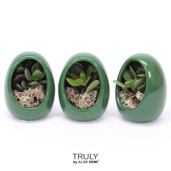 <h4>TRULY Crassula, Egg Green</h4>